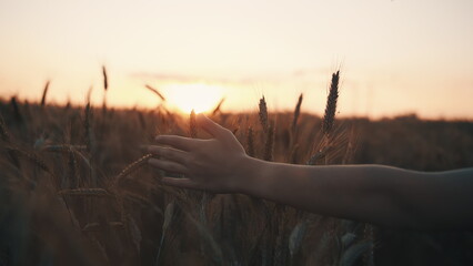 cinematic shot boy's hand sliding on ears of wheat at sunset, hand-held shooting, have fun and enjoy © vla