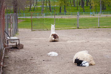 Fototapeta premium White sheep, goat kid and white lamb sleeping on ground. Llama sitting back to camera in national park or animal reserve. Green grass background through the fence