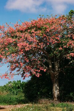 Silk floss tree with pink flowers under blue sky
青空に咲くトックリキワタの花の木