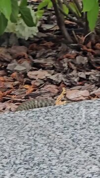 to touch a snake with a stick Man touching small poisonous dead snake viper on concrete surface with stick, Close-up