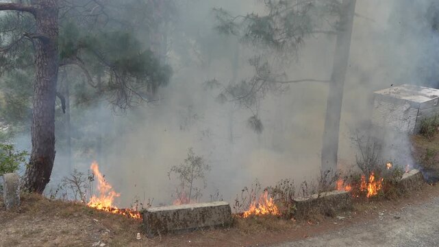Active forest fire with flames and thick smoke in pine forest