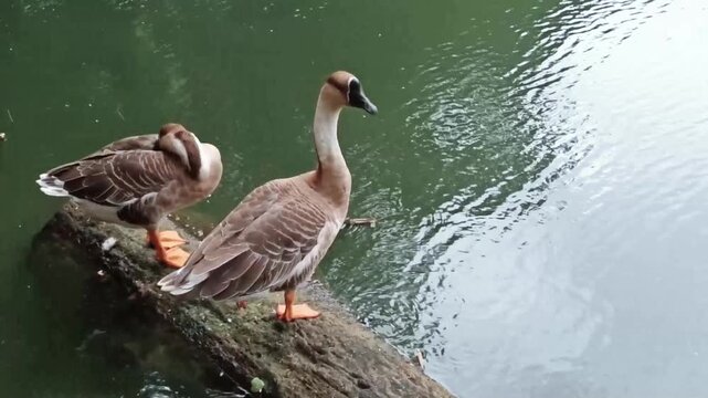 Pair of ducks standing and resting on a floating log in the middle of a calm lake. Peaceful wildlife nature scene showing waterfowl behavior in a natural outdoor environment.
