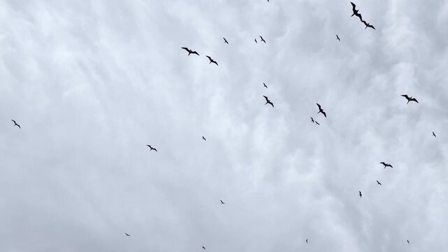 Lesser frigatebirds, Fregata ariel, soar in a cloudy sky above a remote island in Fiji. 