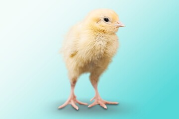 Obraz premium One cute small yellow chick baby