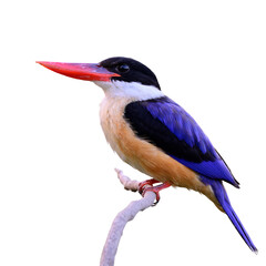bird isolated on white background, blue bird with red bills looking up alerting to invading enemy, black-capped kingfisher; halcyon pileata