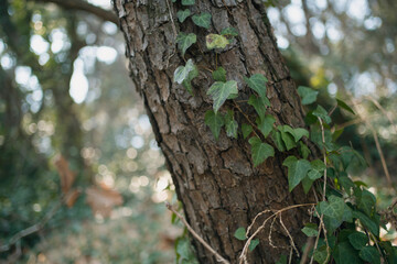 Obraz premium Wild ivy wrapped around tree trunk in forest