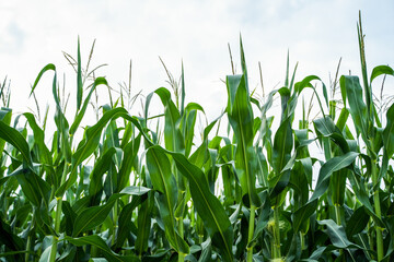 Obraz premium Cornfield with tall green stalks and emerging tassels growing under a bright sky, representing agricultural abundance, crop cultivation, and natural resources