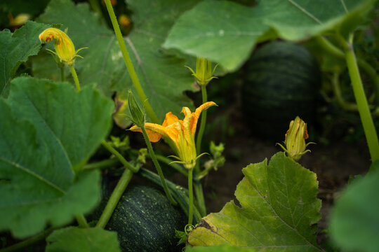 Growing pumpkin vine presenting a vibrant yellow flower and unopened buds amidst large green leaves, with young, dark green squash developing in the vegetable garden