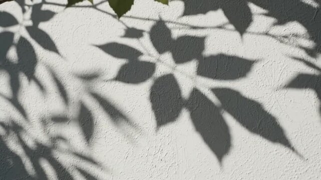 Sunlight casting shadows of green leaves on a textured white wall.