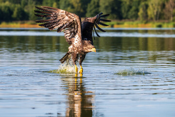 Fototapeta premium White-tailed Eagle (Haliaeetus albicilla) hunting fish on a lake surface at sunset