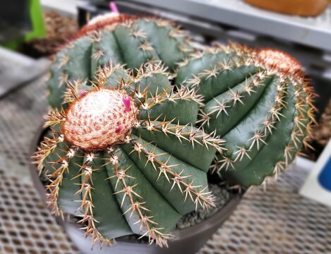 Melocactus conoideus, a globular cactus with ribbed body and woolly cephalium topped with small pink flowers