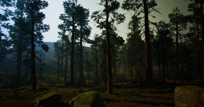 Wide pine forest valley under soft sky and distant ridge with layered canopy and gentle light ideal for landscape photography, panoramic backgrounds, and calm