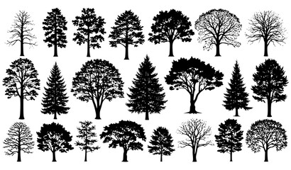 Large Tree Silhouette Collection Forest and Park Trees Vector Set © Wahida