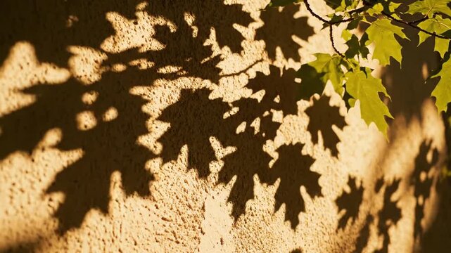 Oak Leaf Shadows on Textured Wall