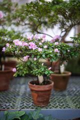 Fototapeta premium Horticulture, hobby and indoor gardening. Collection of various types blooming Azaleas growing in greenhouse. Table with blossoming Azaleas plants in small pots in orangery, spring in hothouse.