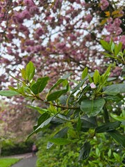 Fototapeta premium Spring Branch with Young Green Leaves and a Single Pink Blossom, Soft Pink Background