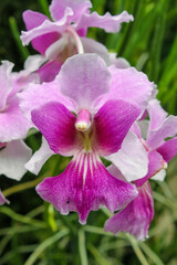 Obraz premium Vanda orchid pink and white flower macro close up