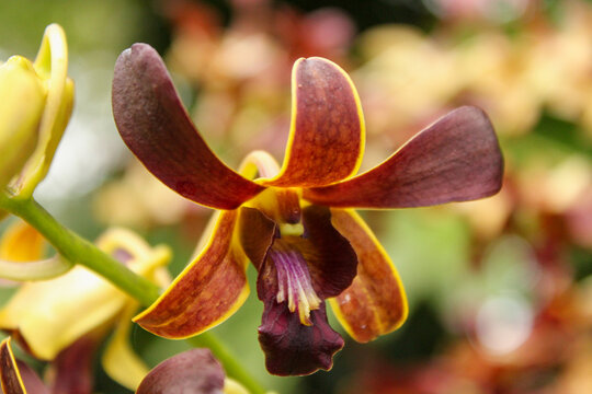 Antelope dendrobium orchid dendrobium antennatum macro flower
