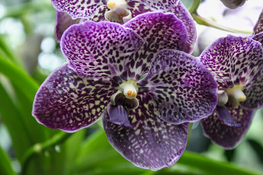 Purple spotted vanda orchid macro tropical orchid flower