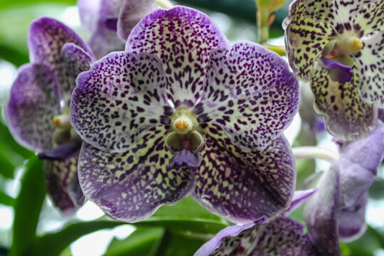 Purple spotted vanda orchid macro tropical flower