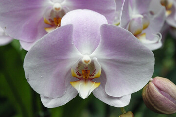 Obraz premium Light pink phalaenopsis orchid macro tropical flower