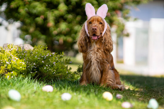 Easter dog wearing bunny ears sitting in spring garden with colorful eggs