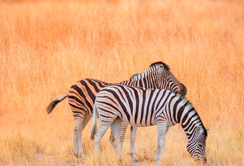 Fototapeta premium Two Zebras standing in yellow grass on Safari watching, Africa savannah - Etosha National Park, Namibia