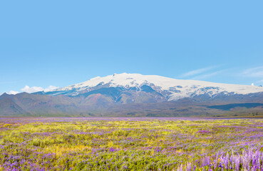 Iceland blooming Icelandic purple lupin flower field with Katla volcano  - Iceland