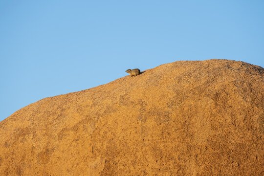Single rock hyrax (Procavia capensis) sits on a big boulder, Pontok-Berge, Spitzkoppe, Gro&szlig;e Spitzkuppe Nature Reserve, Namibia