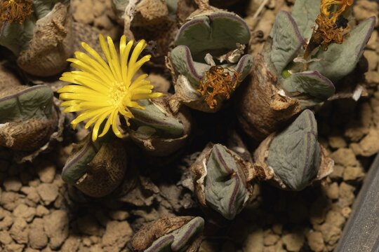 Conophytum bilobum var. elishae, living stones, blooming, flowers, Stellenbosch Botanical Garden, Western Cape, South Africa