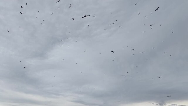 Lesser frigatebirds, Fregata ariel, soar in a cloudy sky above a remote island in Fiji. 