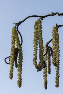 Hazelnut blossoms (Corylus avellana), Emsland, Lower Saxony, Germany