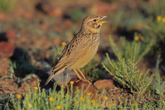 Bush Pipit (Anthus caffer), adult, on ground, singing, Pilanesberg National Park, North West Province, South Africa, Africa, Germany