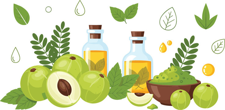 Amla Herbal Oil and Powder with Indian Gooseberry Fruits and Leaves Ayurvedic Natural Skincare Ingredients Vector Illustration