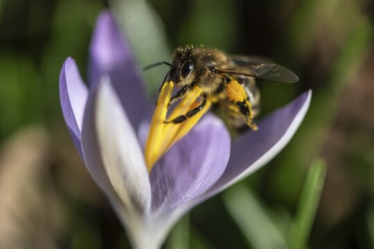 Honey bee (Apis mellifera) on elfin crocus (Crocus tommasinianus), Emsland, Lower Saxony, Germany