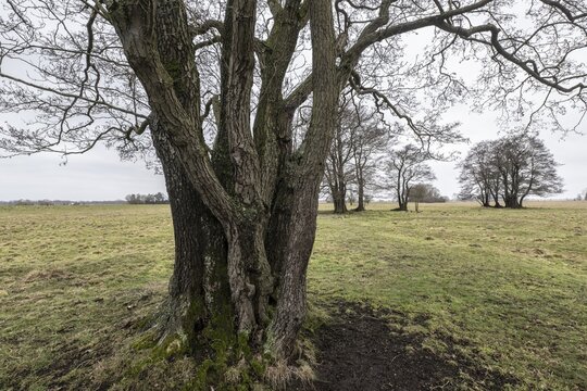 Old alders (Alnus glutinosa) in meadow landscape, Lower Saxony, Germany