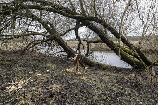 Feeding traces of beavers (Castor fieber) on willows (Salix), Lower Saxony, Germany
