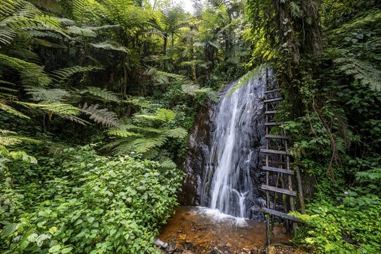 Waterfall in rainforest with tree ferns, Rushaga, Bwindi Impenetrable Forest, Uganda