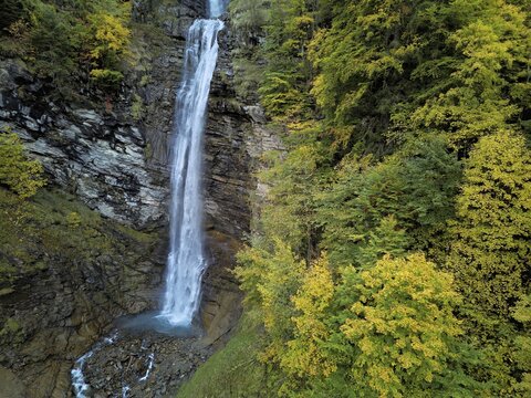 Autumn-coloured sycamore maple (Acer pseudo plantanus), at the Diesbach waterfall, Canton Glarus, Switzerland