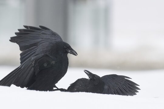 Two fighting crows (Corvus corone) in the snow, Hesse, Germany