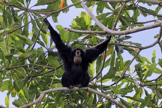 Siamang (Symphalangus syndactylus), adult, on tree, calling, Southeast Asia