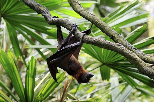 Kalong flying fox (Pteropus vampyrus), adult, climbing, in sleeping tree, during the day, Singapore, Southeast Asia