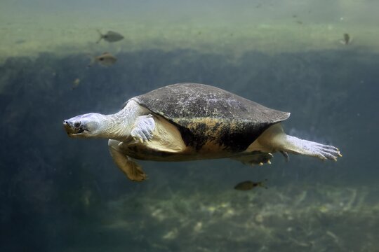 Burmese Roofed Turtle (Batagur trivittata), adult, in water, swimming, Myanmar, Asia, captive
