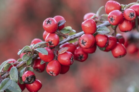 Fan-shaped cotoneaster (Cotoneaster horizontalis), Emsland, Lower Saxony, Germany