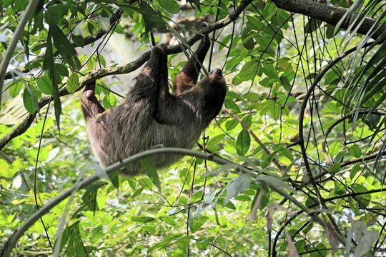 Linnaeus's two-toed sloth (Choloepus didactylus), Unau, adult, in tree, climbing, foraging, Ecuador, South America