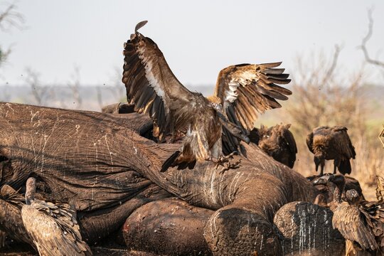 Many white-backed vultures (Gyps africanus), vultures feeding on the carcass of an elephant, macabre scavengers, Ihaha, Chobe National Park, Botswana