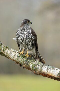 Eurasian sparrowhawk (Accipiter nisus), adult, female, on tree, alert, in autumn, &Scaron;umava, Czech Republic