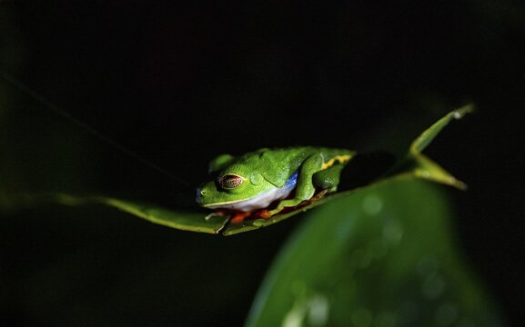 Red-eyed tree frog (Agalychnis callidryas) on a leaf, macro photograph, black background, Tortuguero National Park, Costa Rica