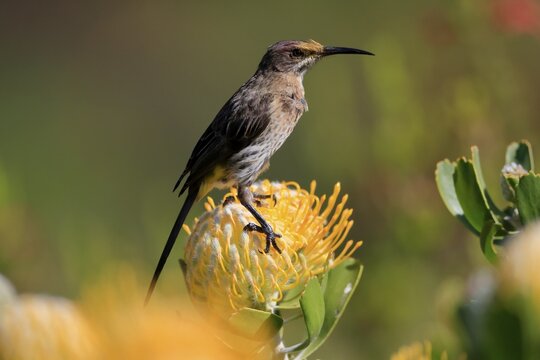 Cape Honeybird (Promerops cafer), adult, female, on flower, Protea, vigilant, Kirstenbosch Botanic Gardens, Cape Town, South Africa