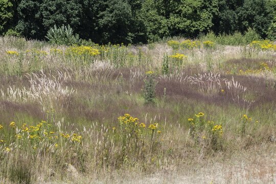Extensive meadow with St James' ragwort (Senecio jacobaea) and flowering grasses, Emsland, Lower Saxony, Germany